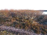 Betula czerepanovii