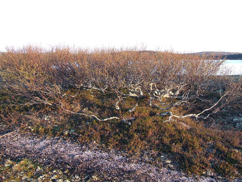 Изображение особи Betula czerepanovii.