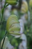 Aconitum napellus