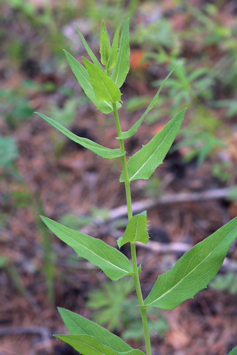 Image of Hieracium virosum specimen.