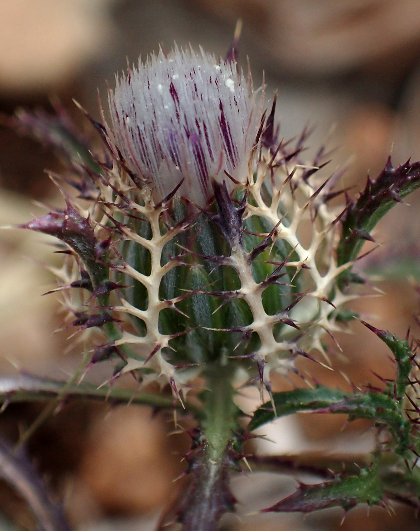 Image of Atractylis cancellata specimen.