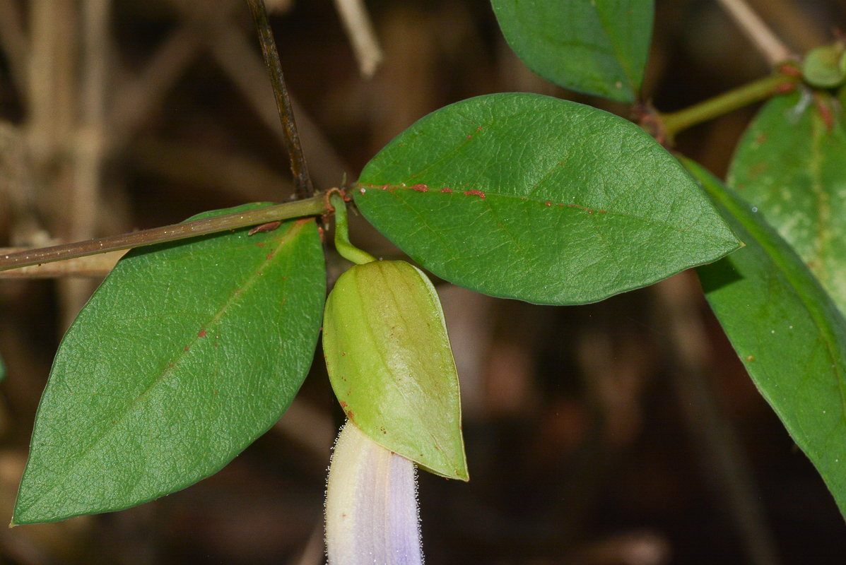 Image of Thunbergia erecta specimen.