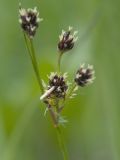 Luzula multiflora