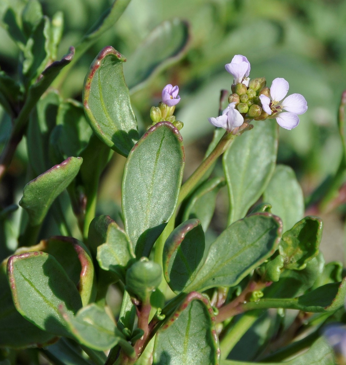 Image of Cakile maritima ssp. integrifolia specimen.