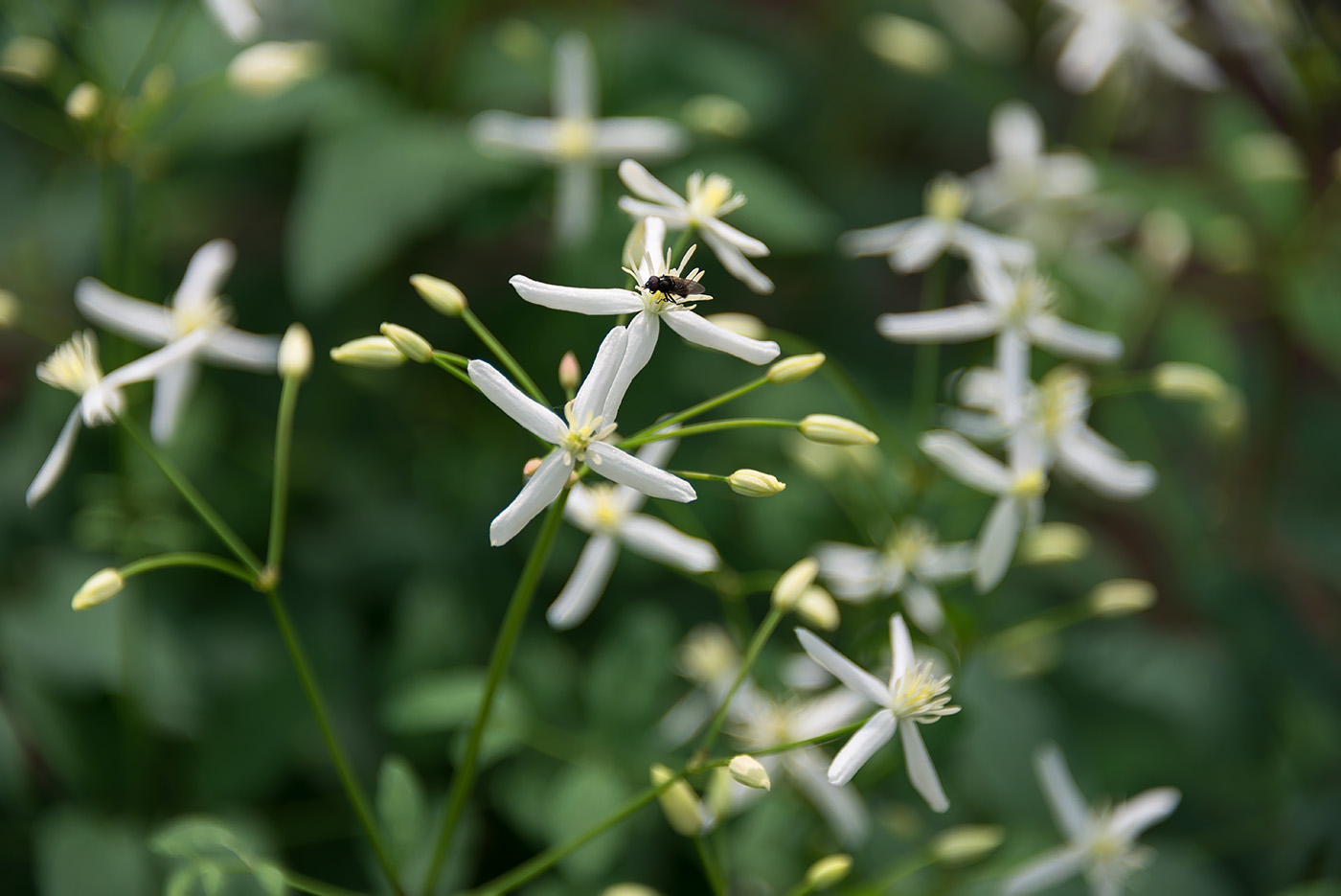 Image of Clematis recta specimen.