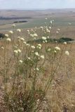 Cephalaria uralensis