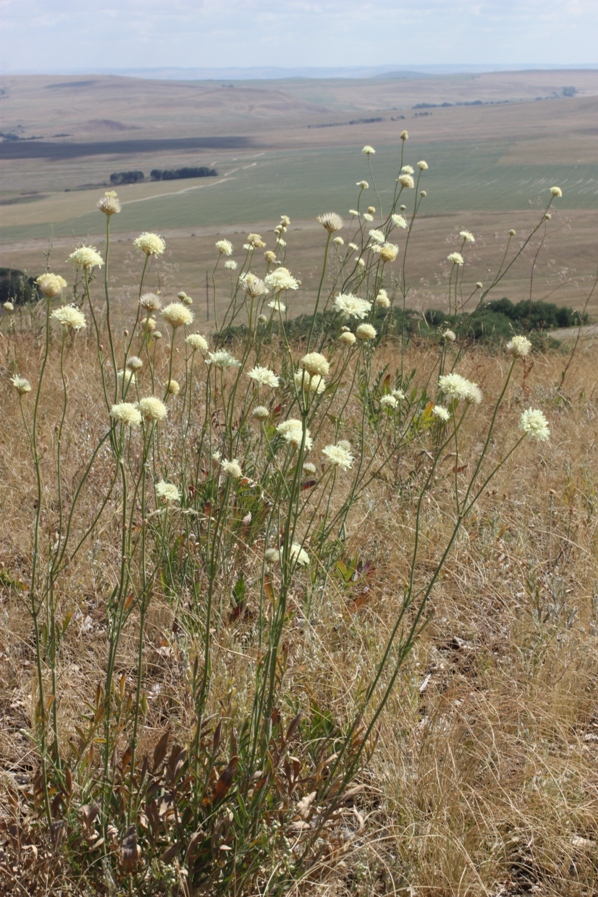 Image of Cephalaria uralensis specimen.