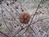 Glycyrrhiza echinata