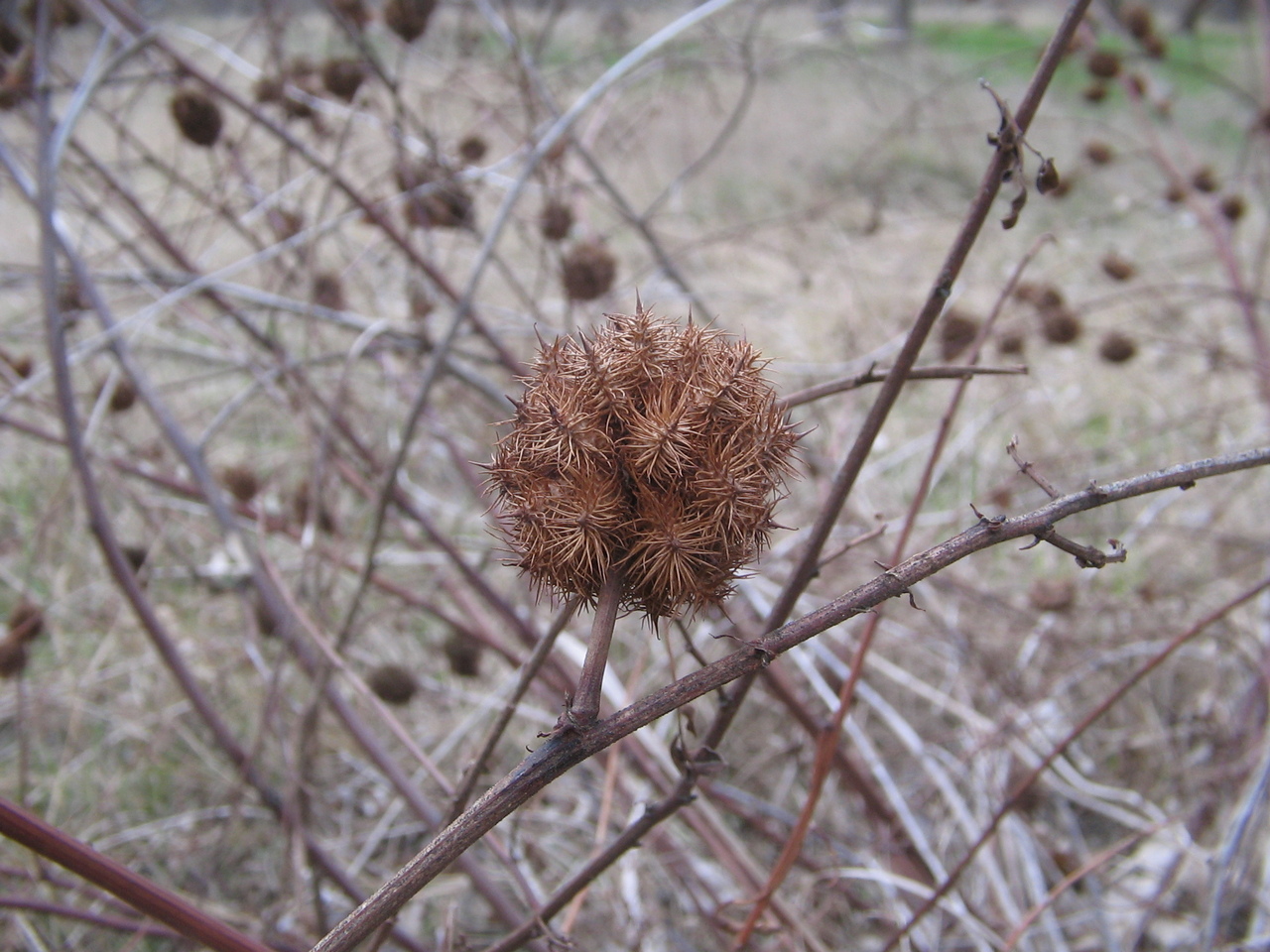 Image of Glycyrrhiza echinata specimen.