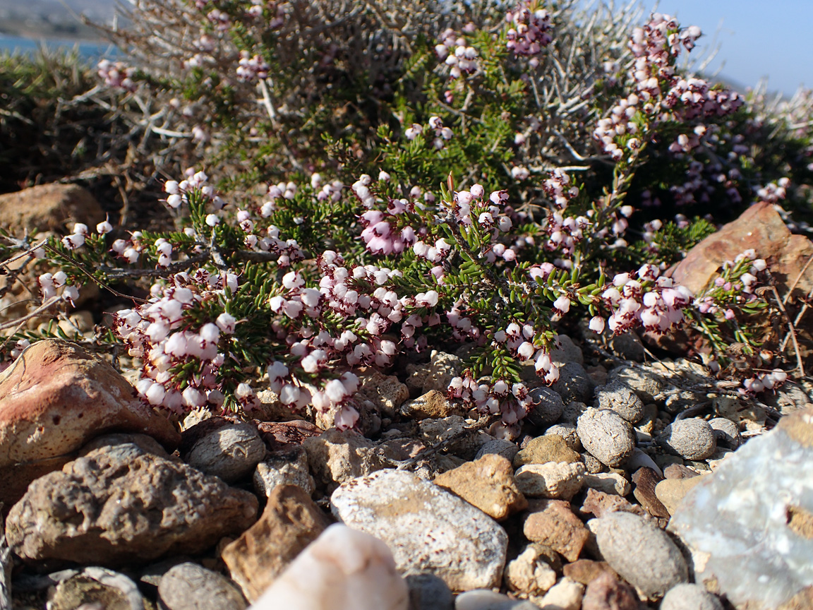 Image of Erica manipuliflora specimen.