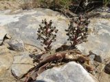 Rosularia glabra