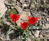 Tulipa florenskyi