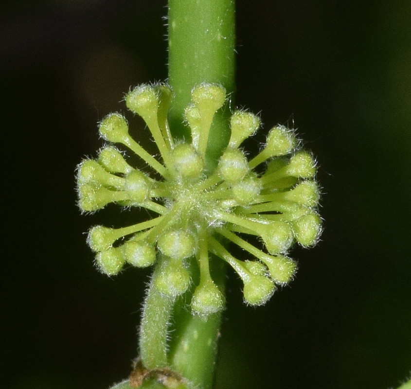 Image of Maclura pomifera specimen.