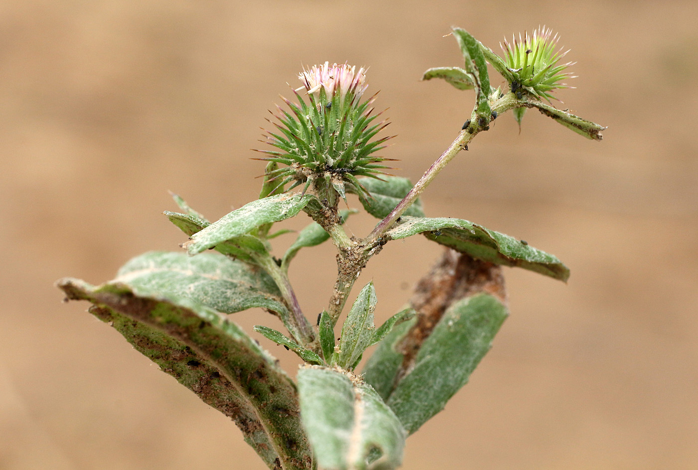 Image of Cousinia tenella specimen.