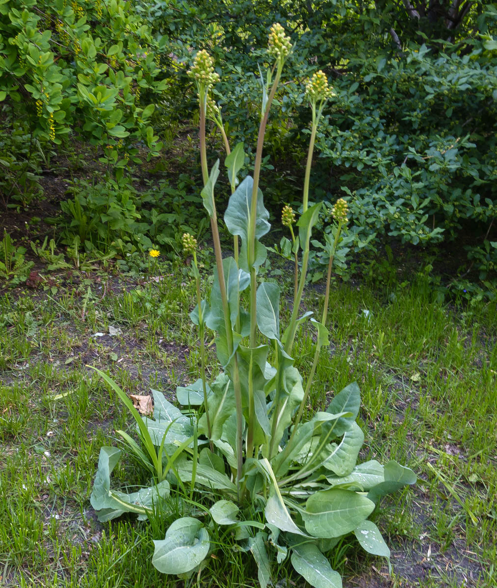 Image of Ligularia altaica specimen.