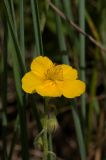 Helianthemum nummularium