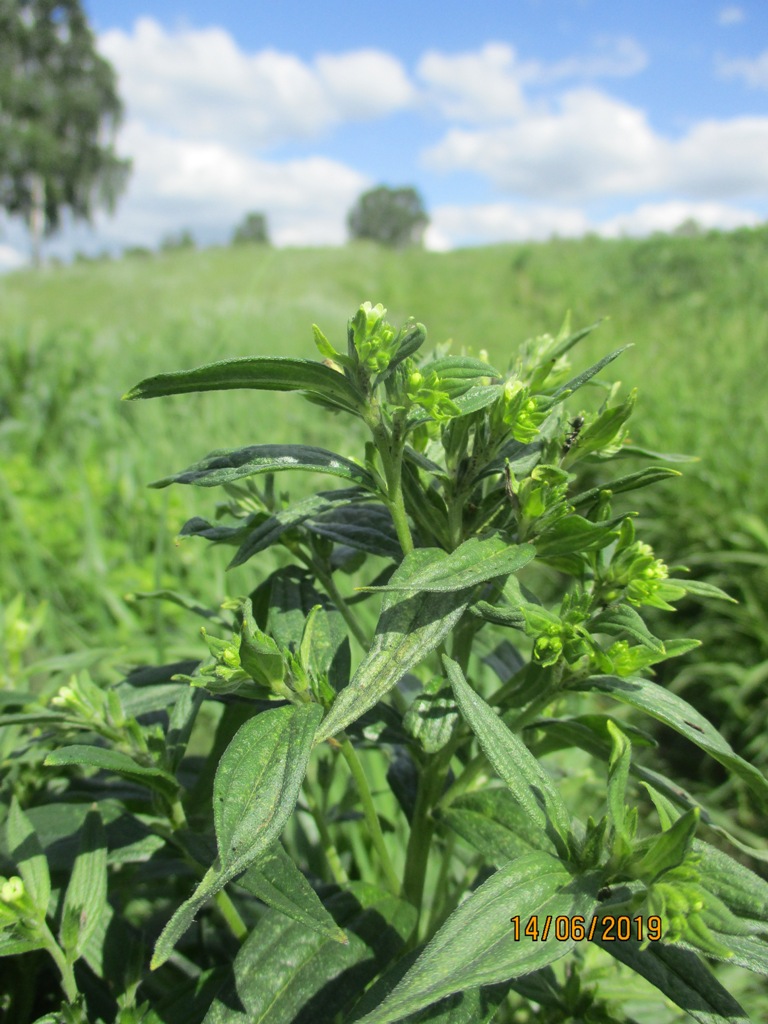 Image of Lithospermum officinale specimen.