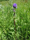 Campanula farinosa