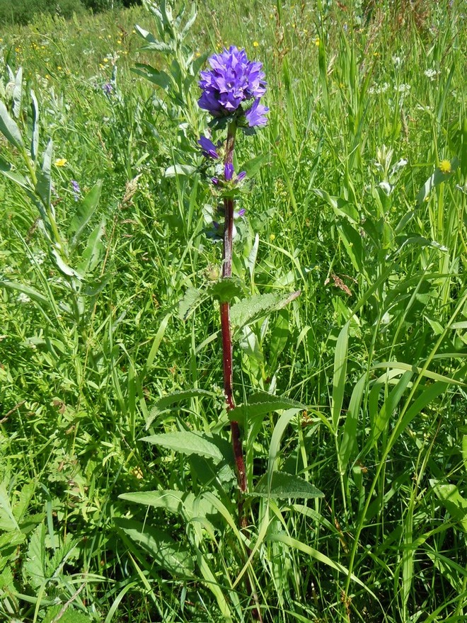 Image of Campanula farinosa specimen.