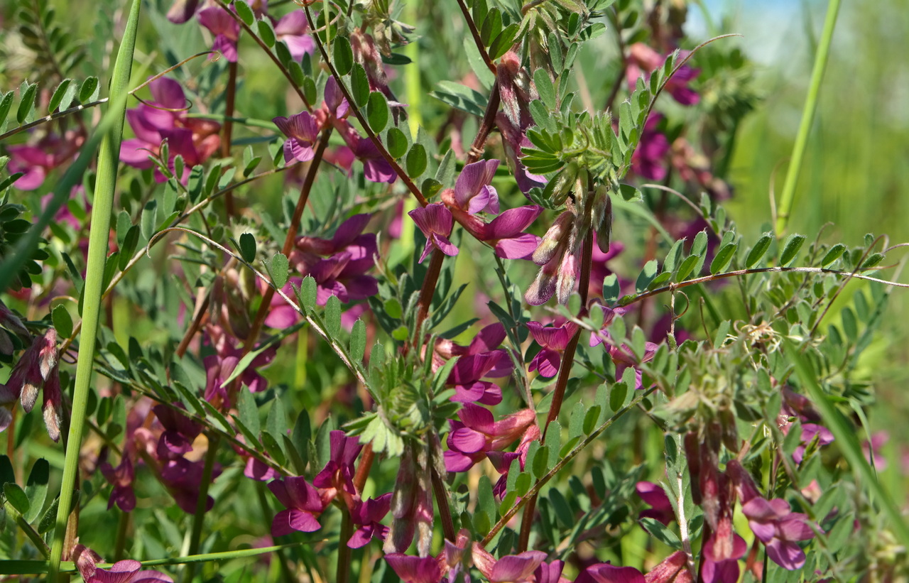 Изображение особи Vicia striata.
