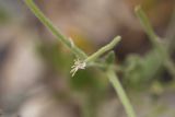 genus Strigosella