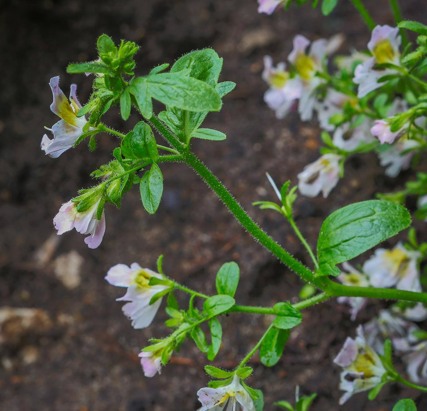 Изображение особи род Schizanthus.