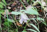 Campanula trachelium