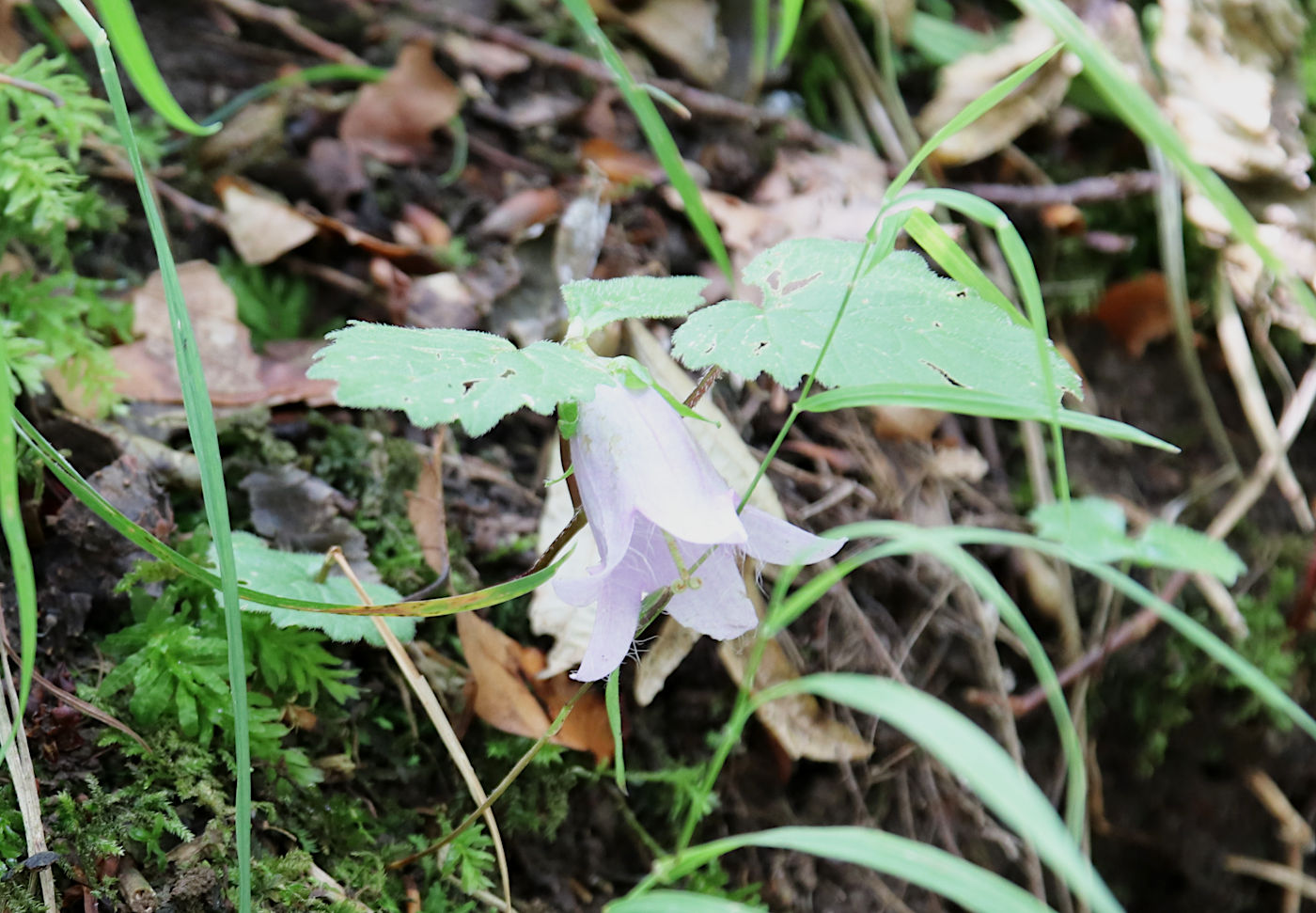 Image of Campanula trachelium specimen.