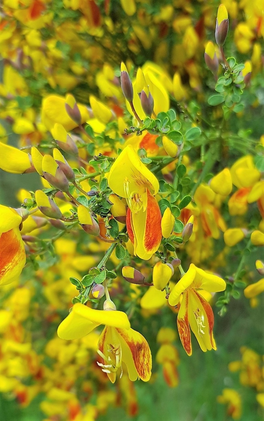 Изображение особи Sarothamnus scoparius.