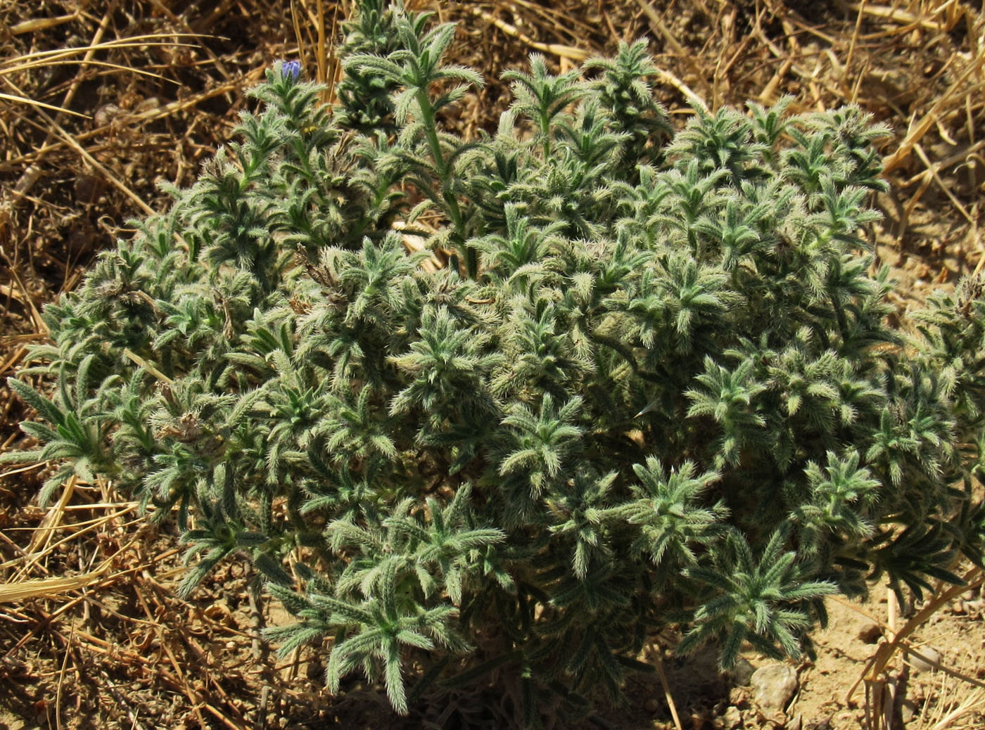 Image of Echium parviflorum specimen.