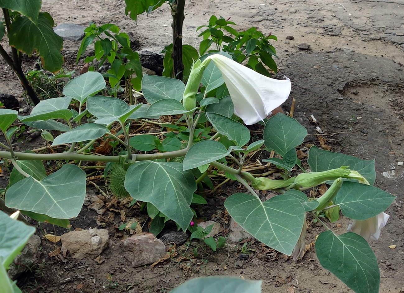 Изображение особи Datura innoxia.