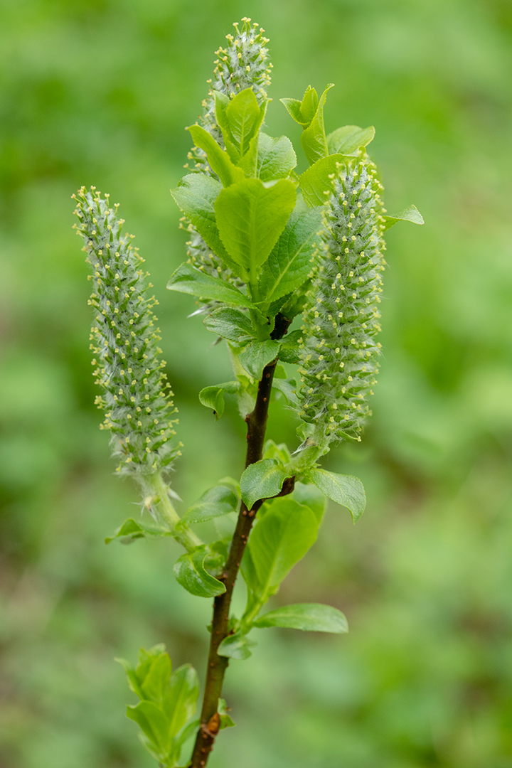 Изображение особи Salix kazbekensis.