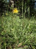 Tragopogon orientalis