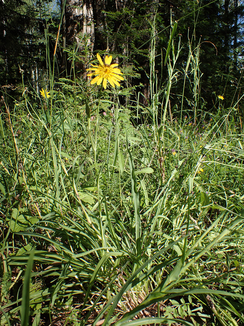 Image of Tragopogon orientalis specimen.