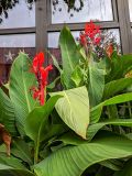 Canna indica