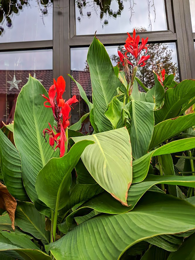 Image of Canna indica specimen.