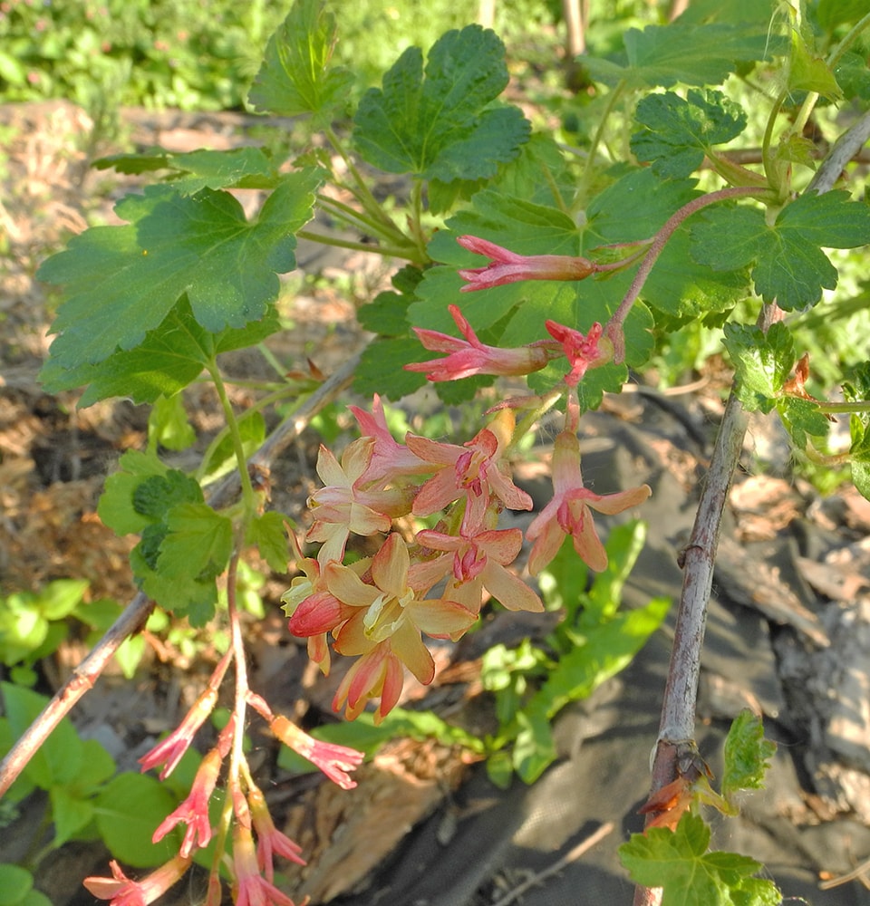 Изображение особи Ribes &times; gordonianum.