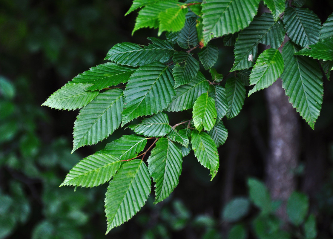 Изображение особи Carpinus betulus.