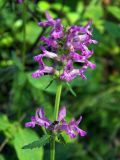 Betonica officinalis