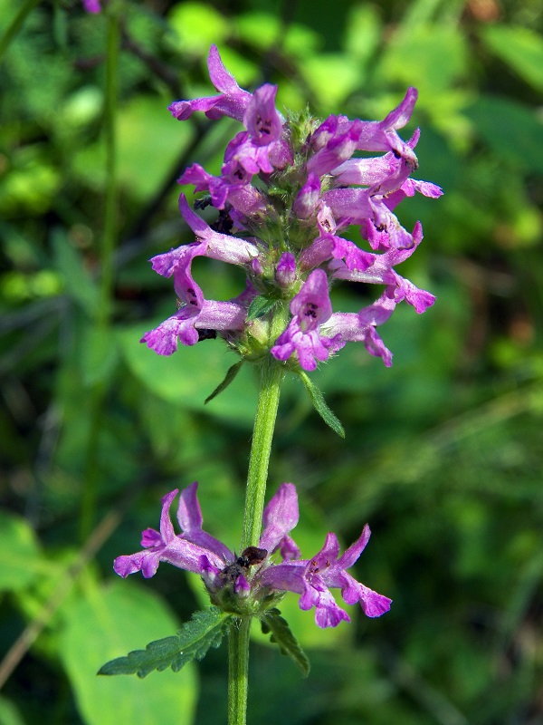 Изображение особи Betonica officinalis.