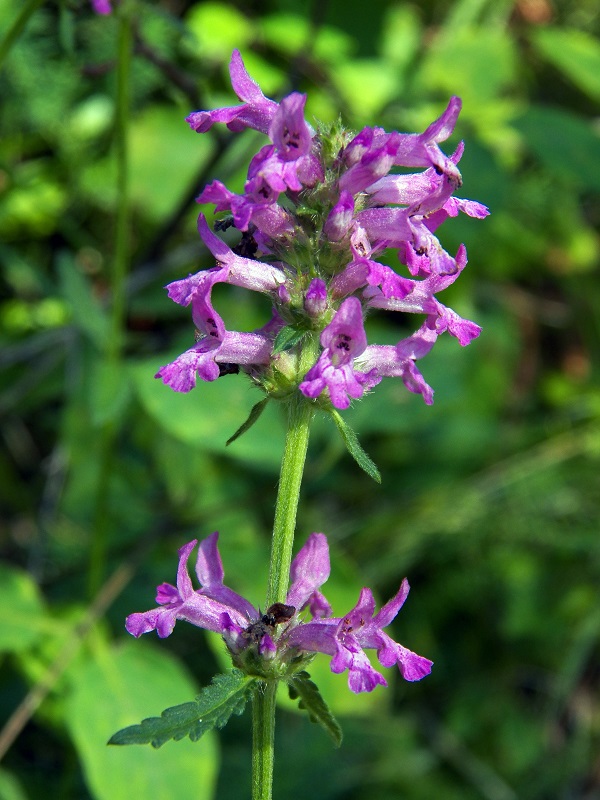 Image of Betonica officinalis specimen.