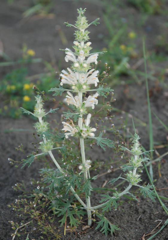 Image of Panzerina lanata specimen.