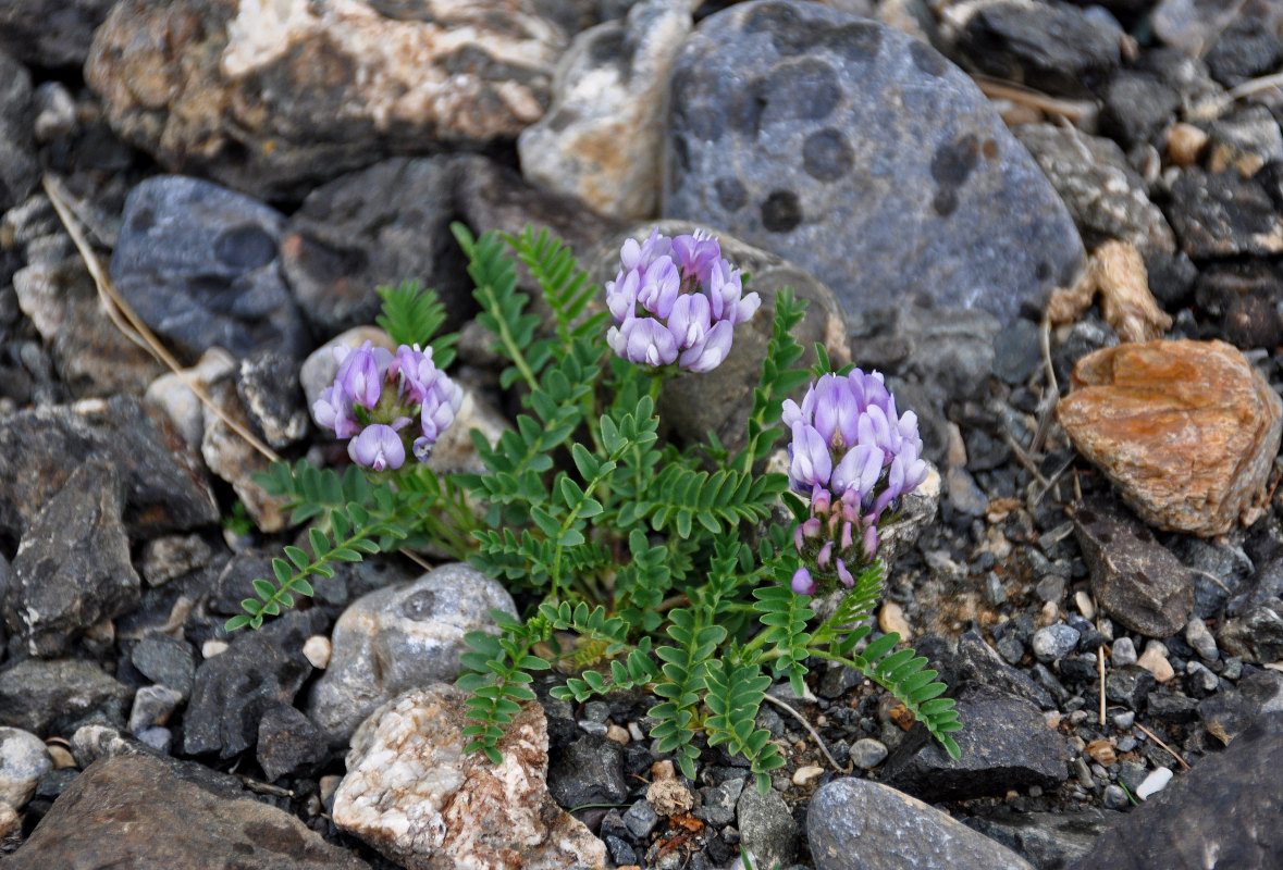 Изображение особи Astragalus tibetanus.