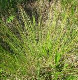 Carex davalliana