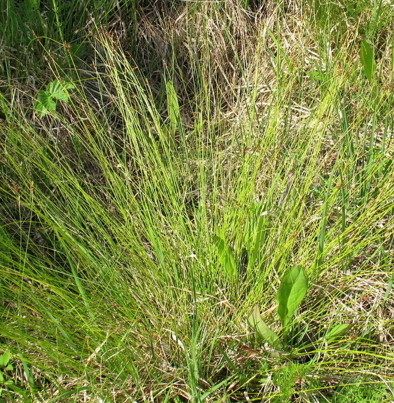 Изображение особи Carex davalliana.