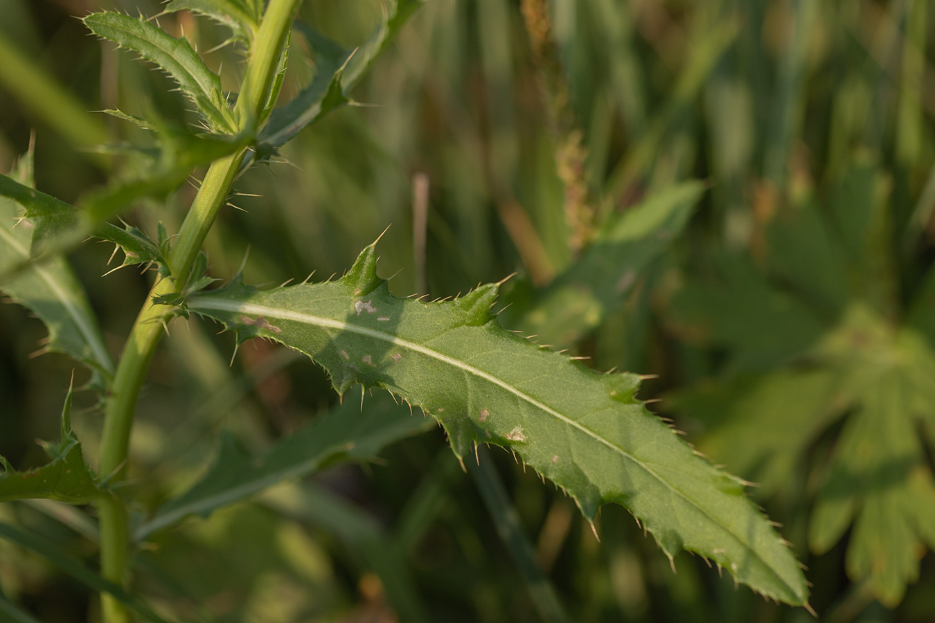 Изображение особи Cirsium setosum.