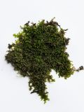 Image of taxon representative. Author is Александр Козловских