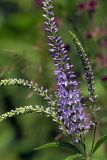 Veronica longifolia. Соцветие. Карельский перешеек, окр. Сертолово, на краю поля. 08.07.2019.