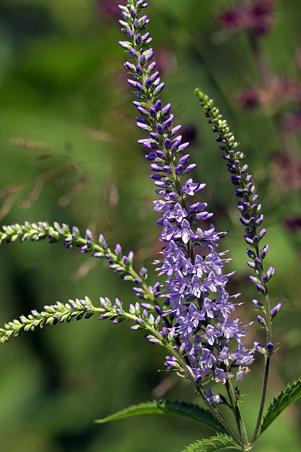 Image of Veronica longifolia specimen.