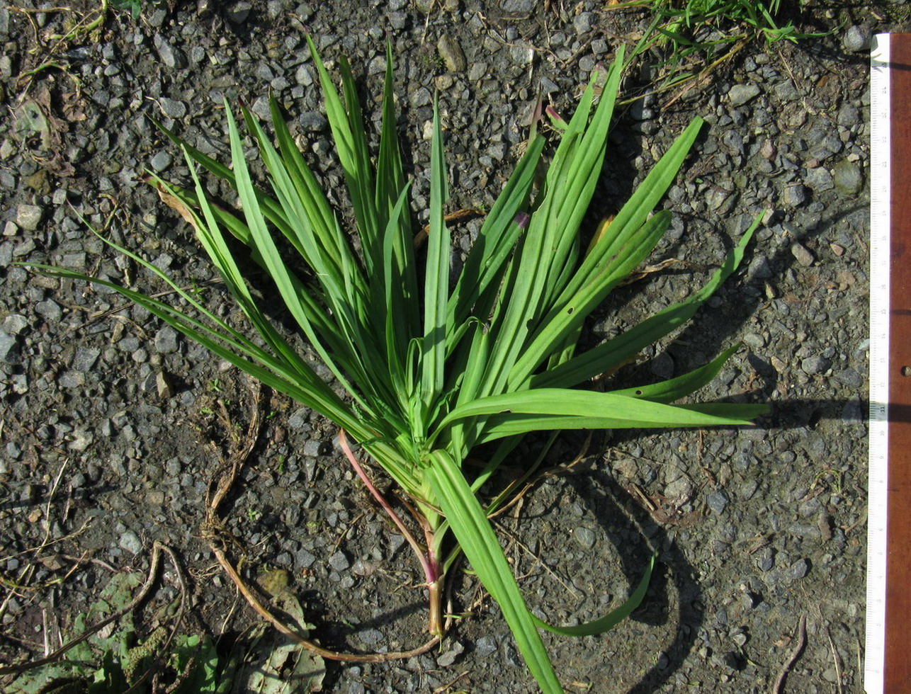 Изображение особи Dianthus superbus.